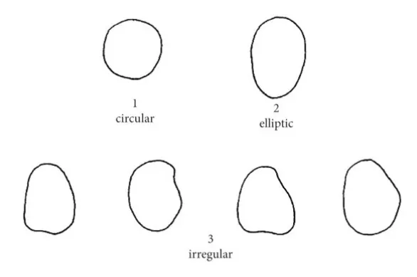 fava bean shapes